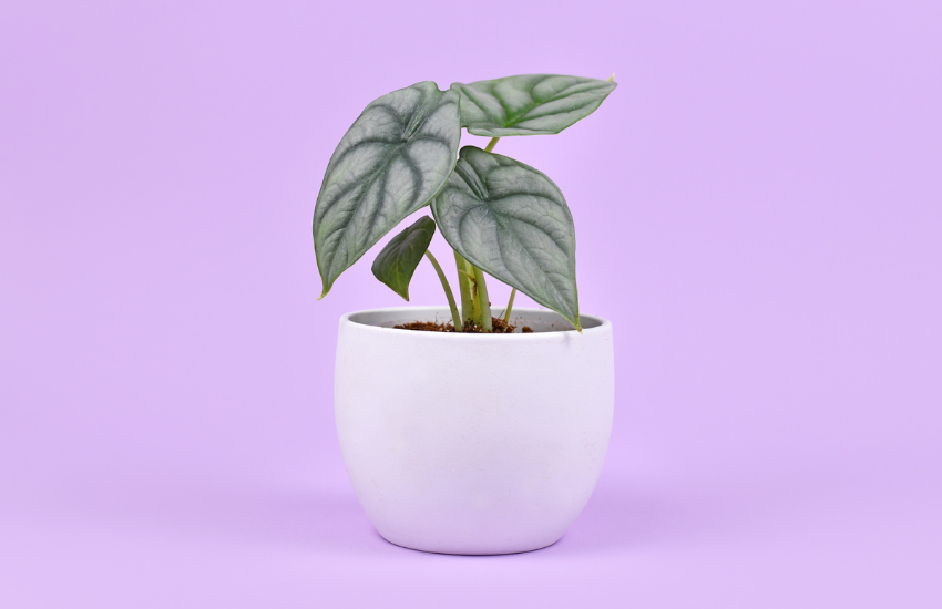 shopierarticle